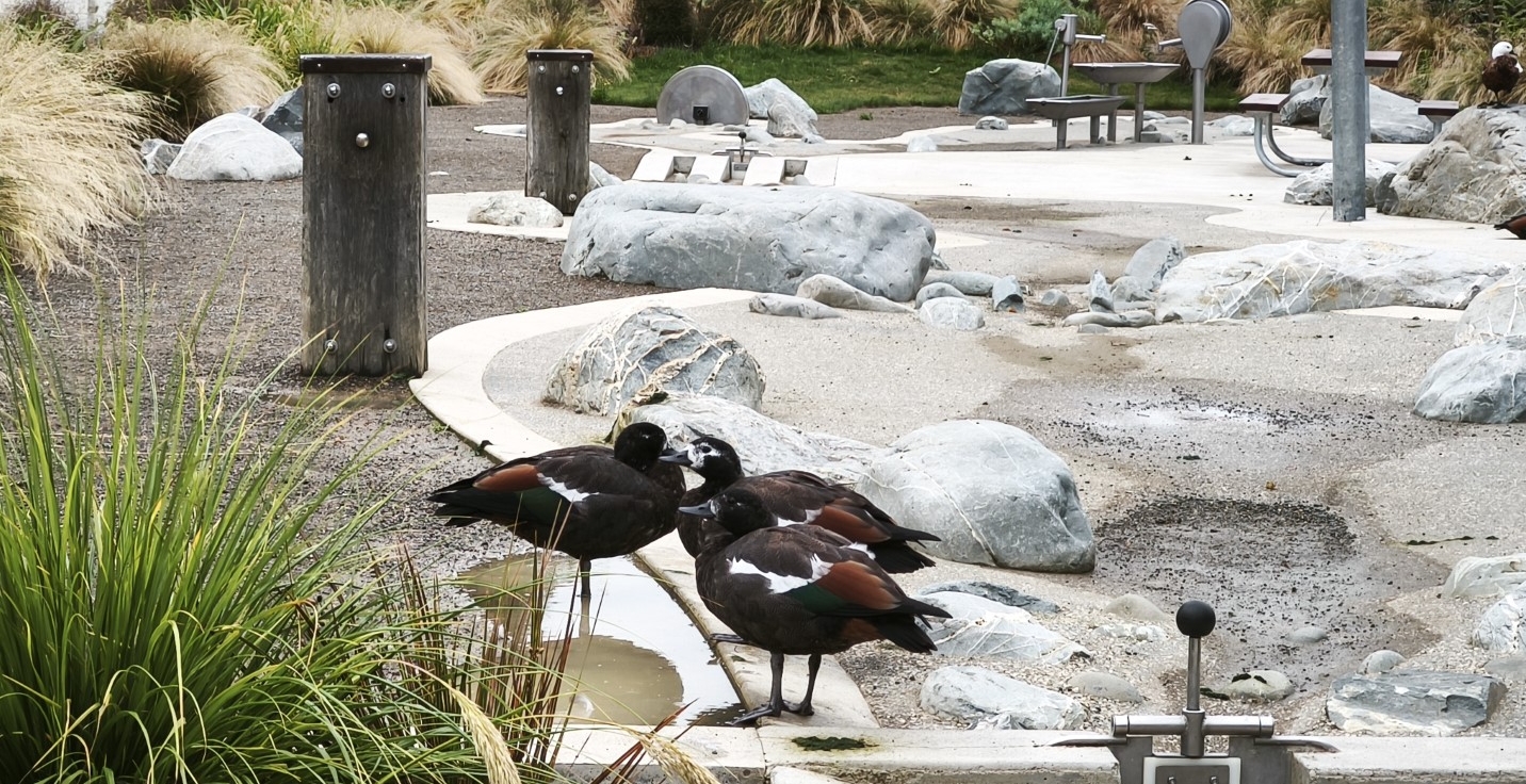 Paradise shelduck (pūtangitangi) at Duendin Botanic Gardens