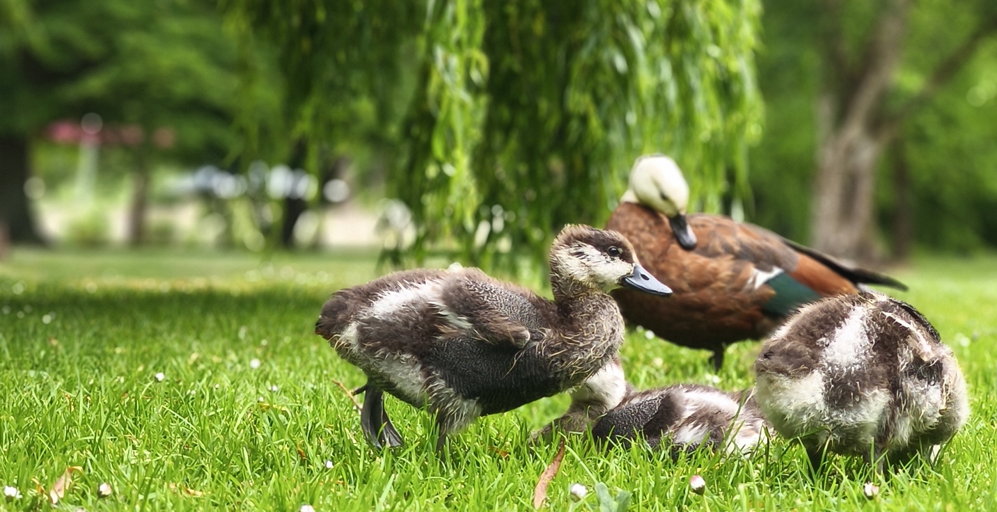 Paradise shelduck (pūtangitangi) at Duendin Botanic Gardens
